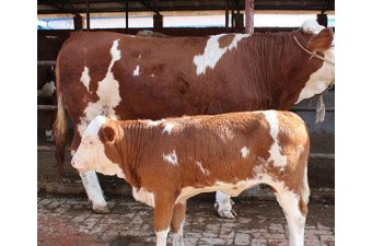 常年出售各種優(yōu)良品種肉牛牛犢