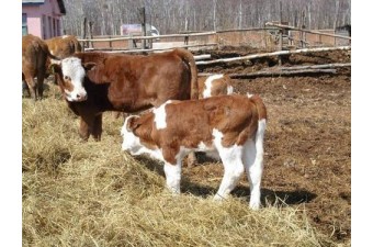低價出售各種優(yōu)良品種肉牛牛犢