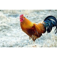 求購(gòu)正宗農(nóng)家散養(yǎng) 走地雞 土雞 老閹雞 大公雞