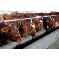 求購(gòu)南陽(yáng)黃牛養(yǎng)殖同慧畜牧