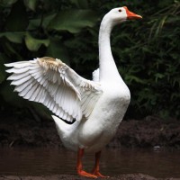 農(nóng)家大河放養(yǎng)散養(yǎng)老鵝大白鵝殺后整只 凈重7斤左右現(xiàn)殺新鮮土鵝肉