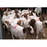 小羊羔求購(gòu) 同慧 大型肉羊養(yǎng)殖場(chǎng) 小羊羔報(bào)價(jià)