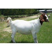 求購(gòu)一只羊羔價(jià)格 合作養(yǎng)殖波爾山羊 同慧 山東波爾山羊養(yǎng)殖基地 小羊價(jià)格表