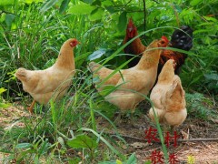 雞怎么散養(yǎng)？雞散養(yǎng)有什么方法嗎？