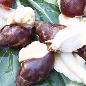 涵德白玉蝸牛養(yǎng)殖——四川涵德農(nóng)業(yè)發(fā)展有限公司