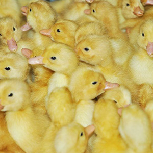 鴨仔 鴨子活苗 小鴨活苗 鴨苗 土鴨番鴨活苗 一點黑 M18鴨苗